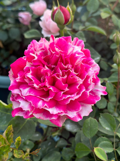 Rose  ‘Purple Mist Frost | 紫雾凝霜’  - New Varieties