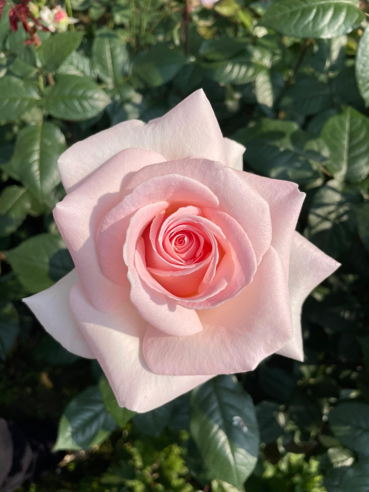 Rose ‘ Prince Jardinier | 园艺王子 ’
