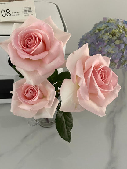 Rose ‘ Prince Jardinier | 园艺王子 ’