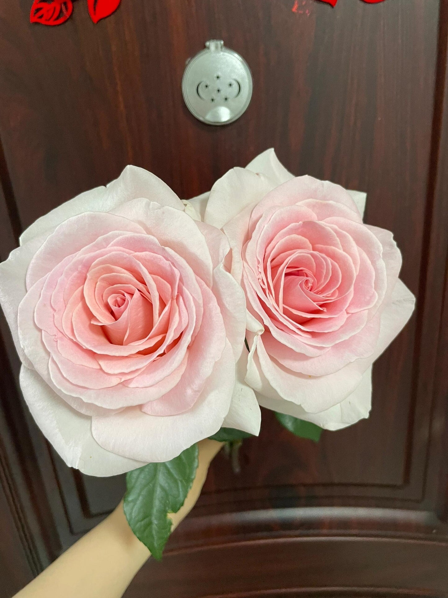 Rose ‘ Prince Jardinier | 园艺王子 ’