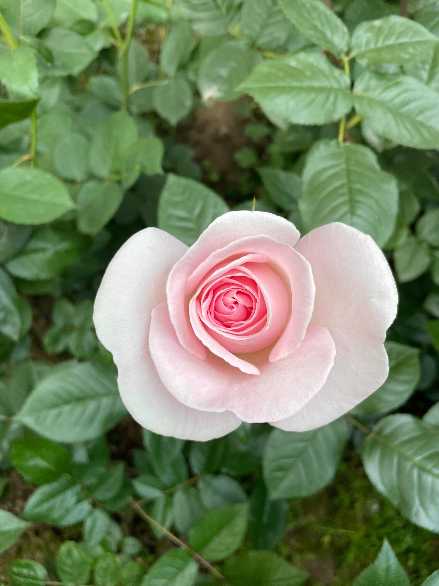 Rose ‘ Prince Jardinier | 园艺王子 ’