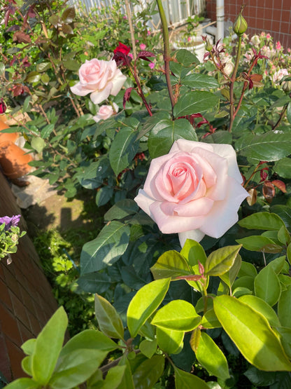 Rose ‘ Prince Jardinier | 园艺王子 ’
