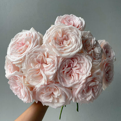 Rose ‘ Prince Jardinier | 园艺王子 ’