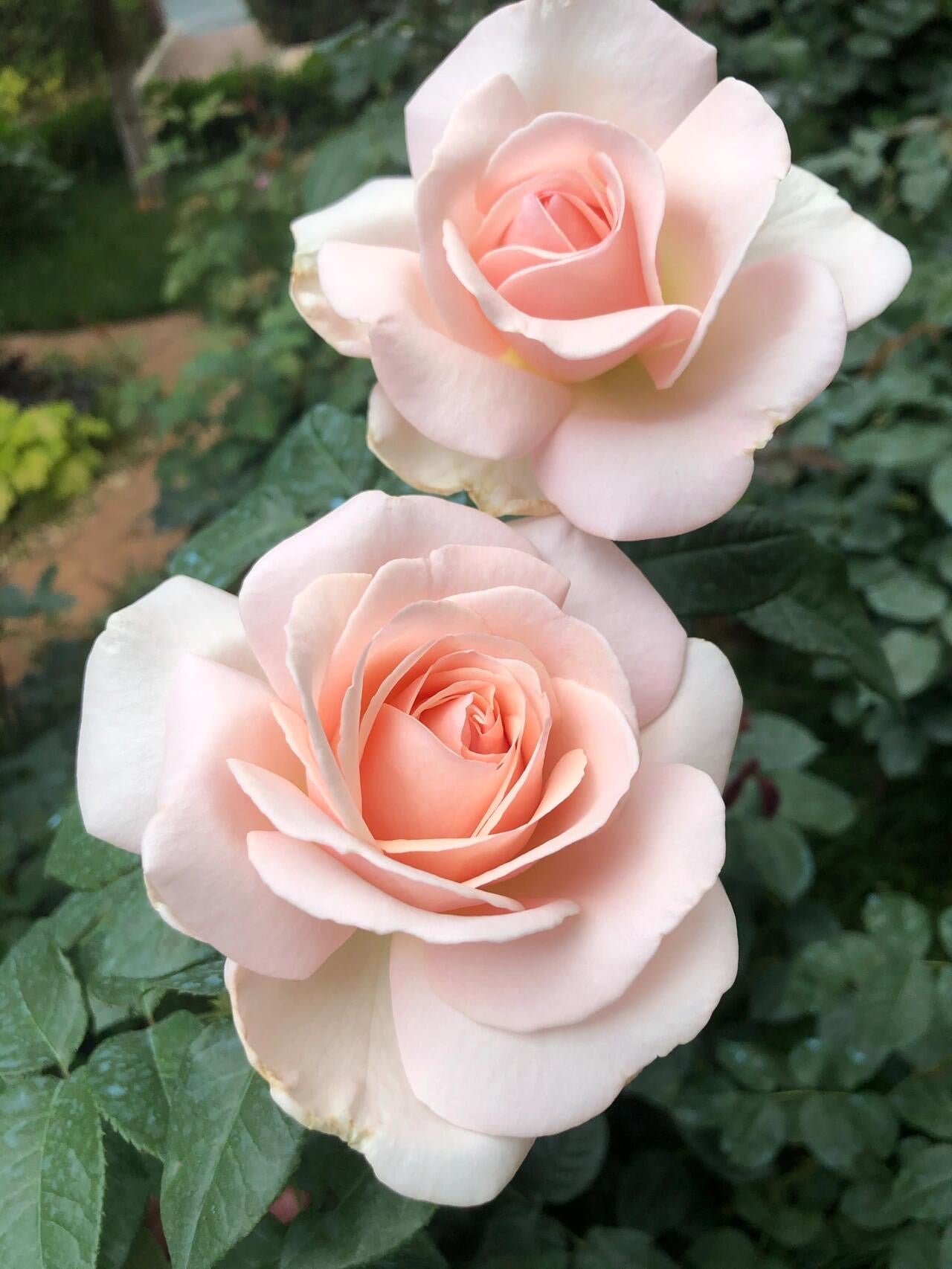Rose ‘ Prince Jardinier | 园艺王子 ’