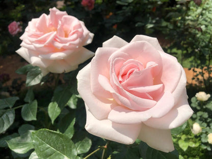 Rose ‘ Prince Jardinier | 园艺王子 ’