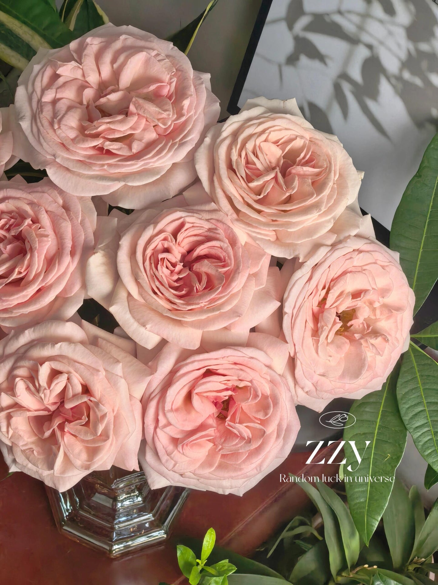 Rose ‘ Prince Jardinier | 园艺王子 ’