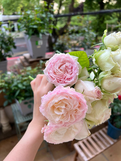 Rose ‘ Prince Jardinier | 园艺王子 ’