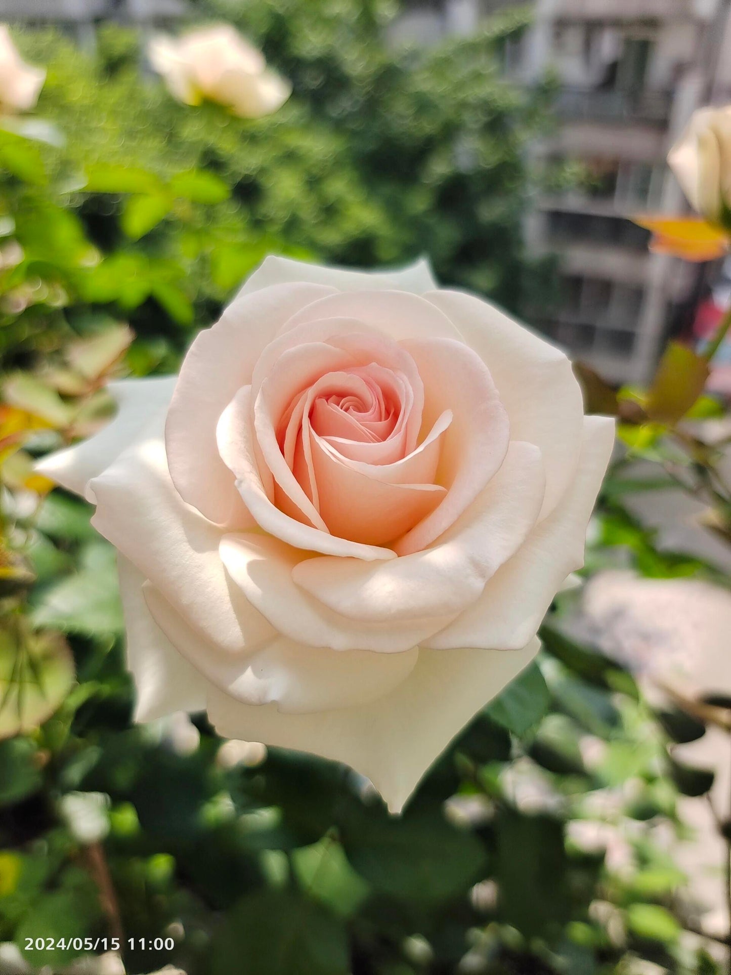 Rose ‘ Prince Jardinier | 园艺王子 ’