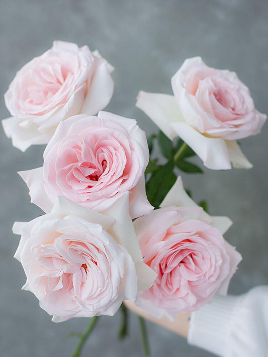 Rose ‘ Prince Jardinier | 园艺王子 ’