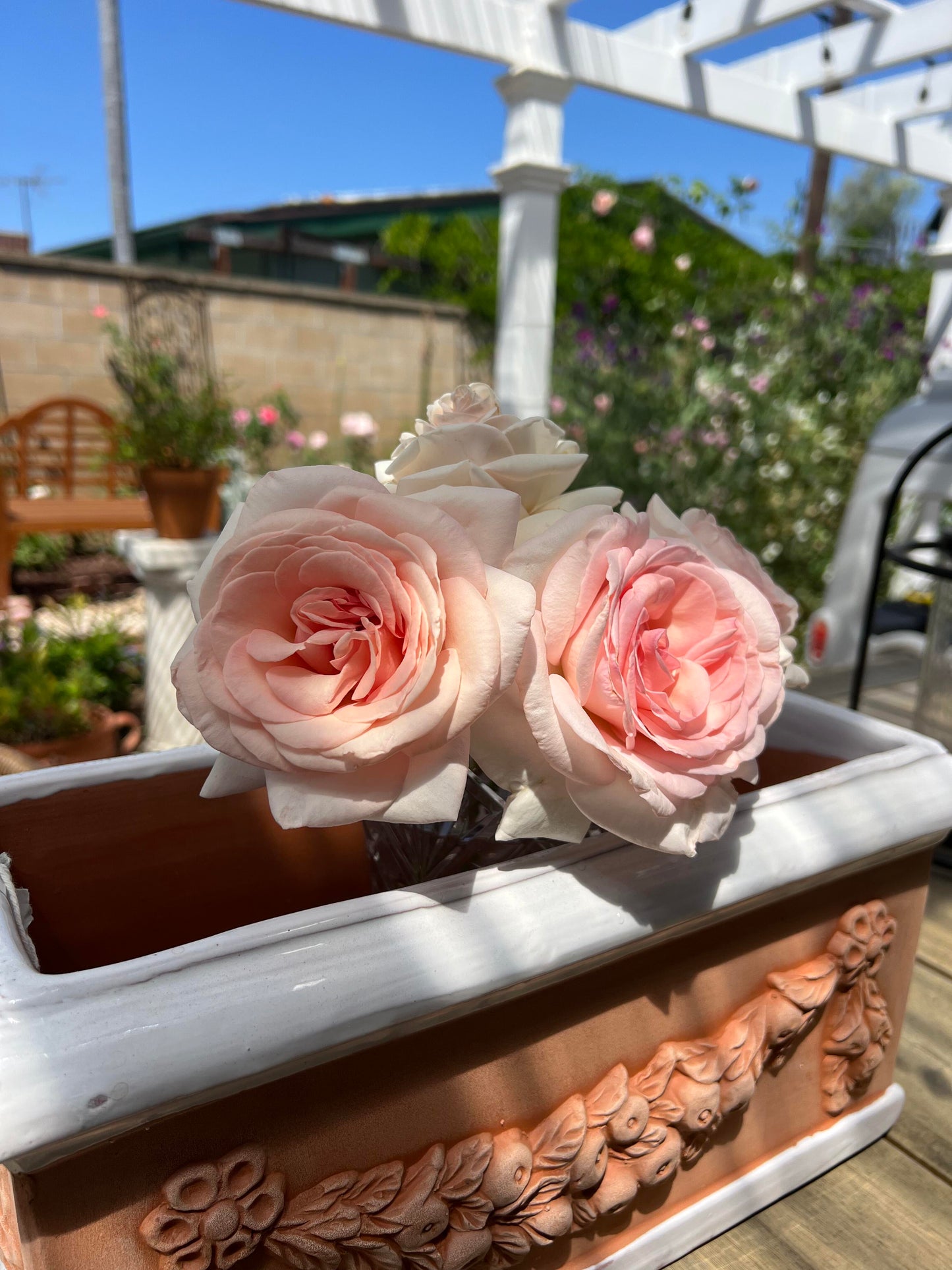 Rose ‘ Prince Jardinier | 园艺王子 ’