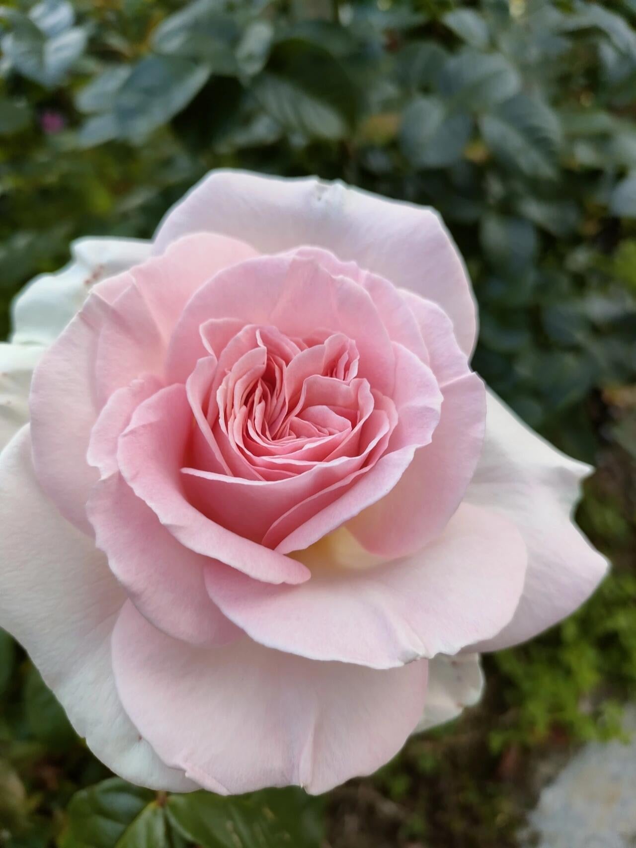Rose ‘ Prince Jardinier | 园艺王子 ’