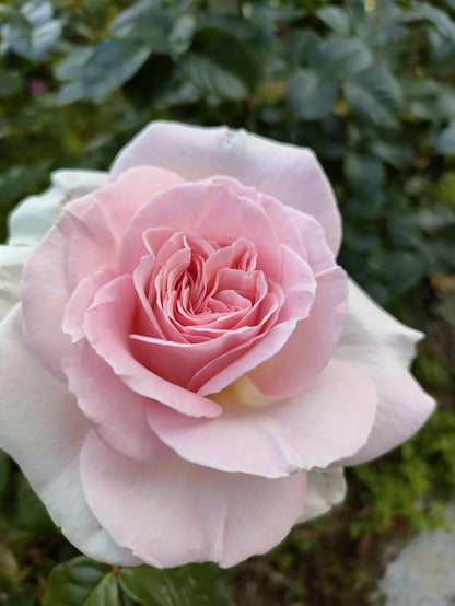 Rose ‘ Prince Jardinier | 园艺王子 ’