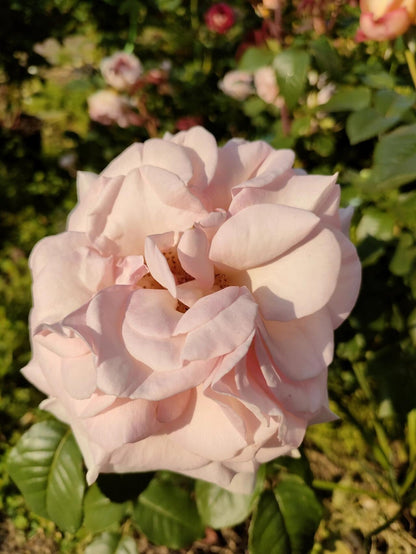 Rose ‘ Prince Jardinier | 园艺王子 ’
