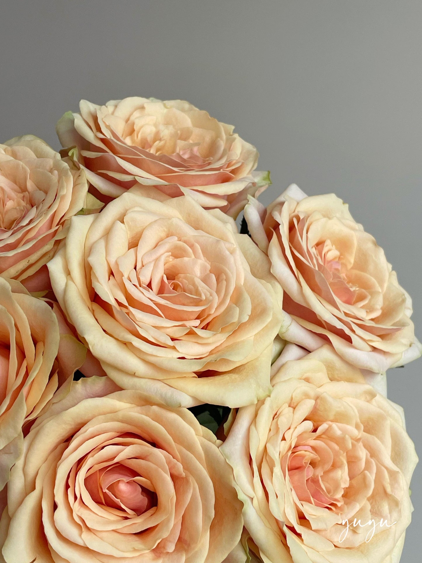 Rose  ‘ Divina ’ 迪威娜