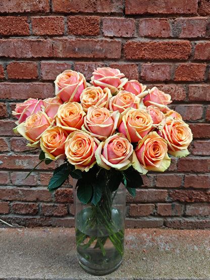 Rose  ‘ Divina ’ 迪威娜