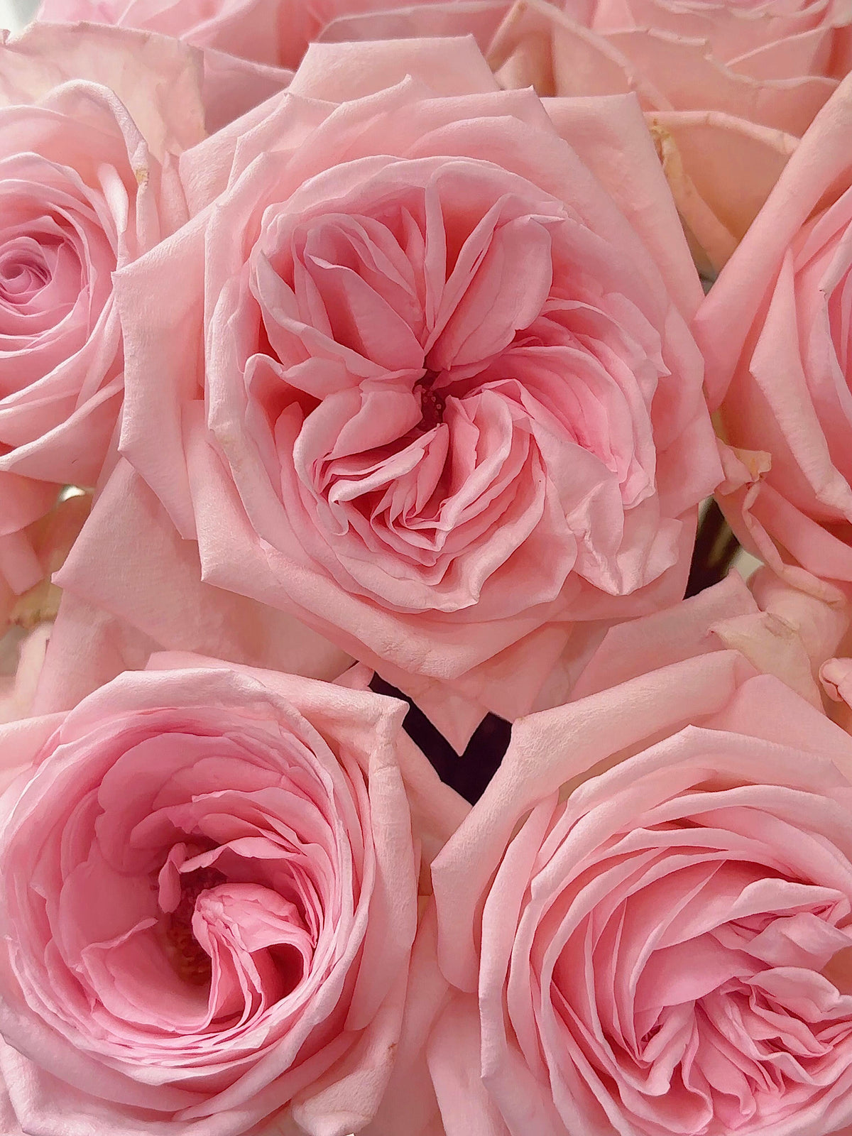 Rose 'Pink O'Hara'  粉荔枝