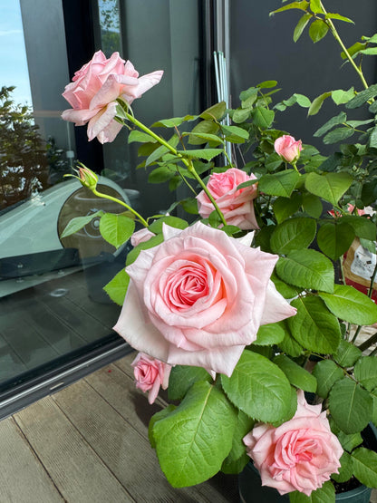 Rose 'Pink O'Hara'  粉荔枝