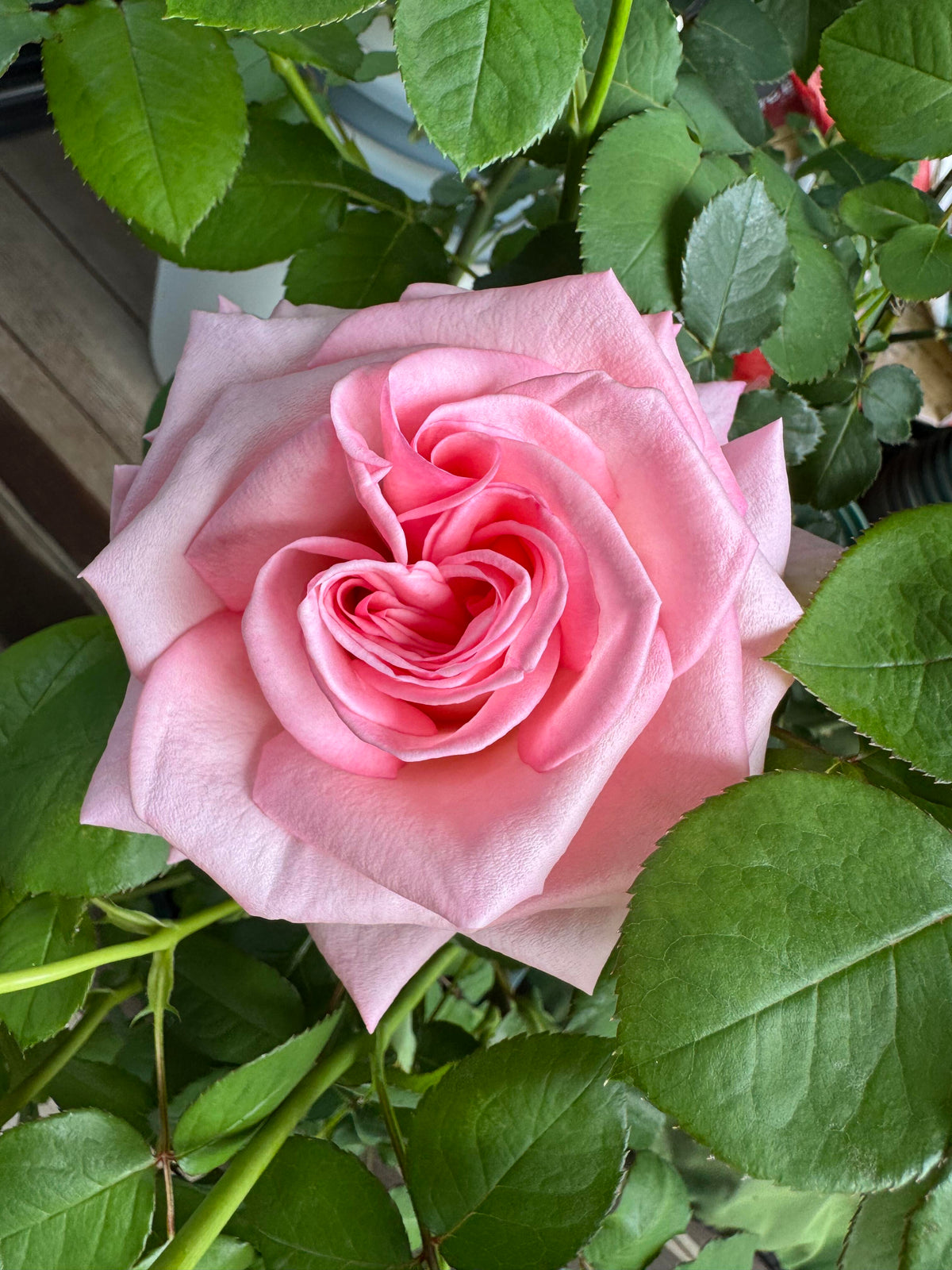 Rose 'Pink O'Hara'  粉荔枝