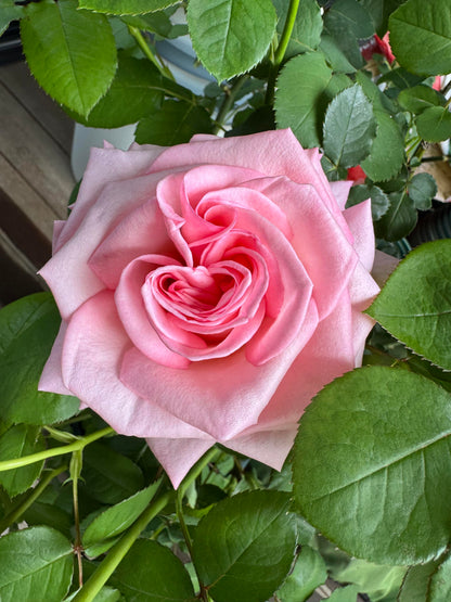 Rose 'Pink O'Hara'  粉荔枝