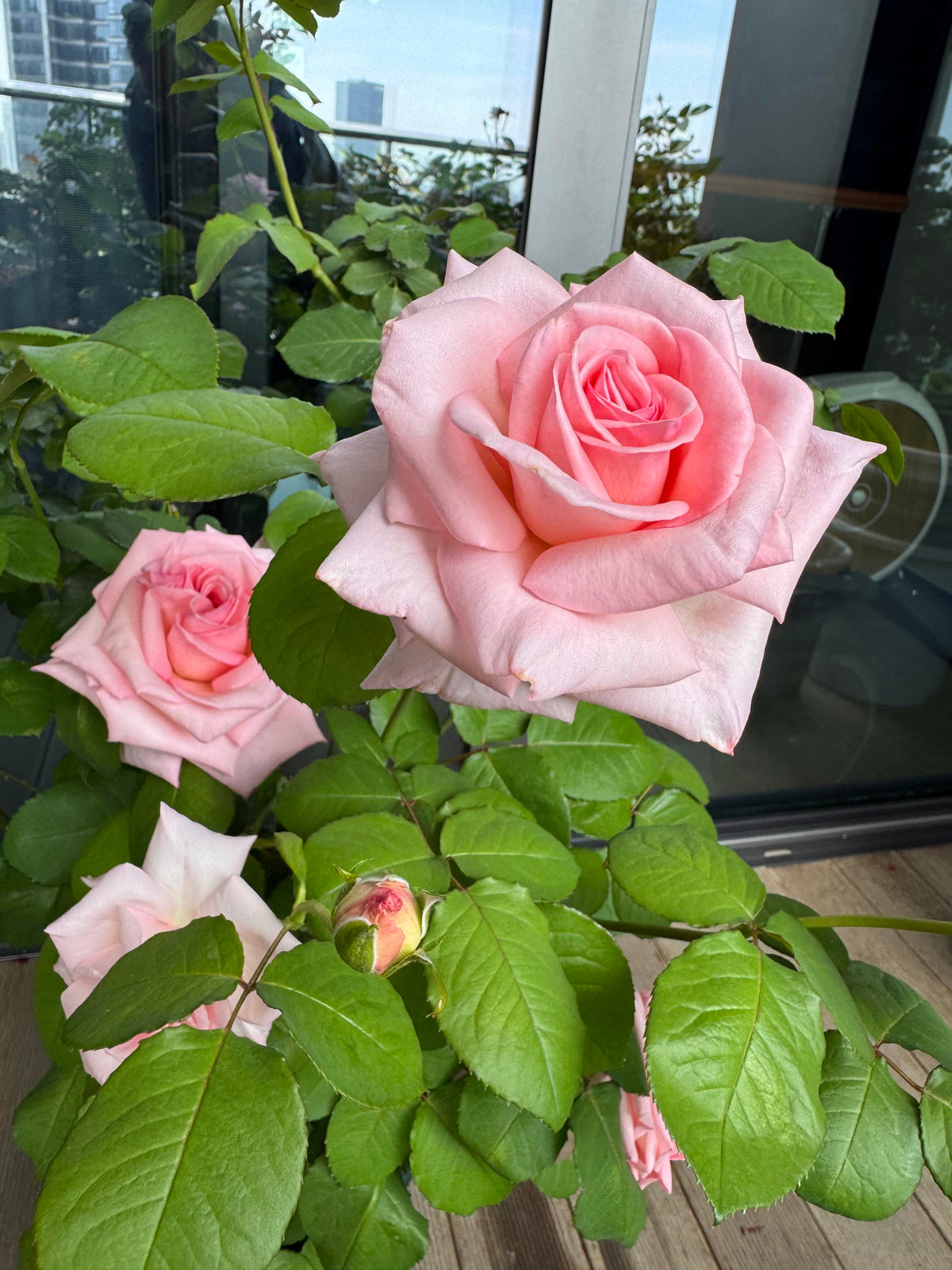 Rose 'Pink O'Hara'  粉荔枝