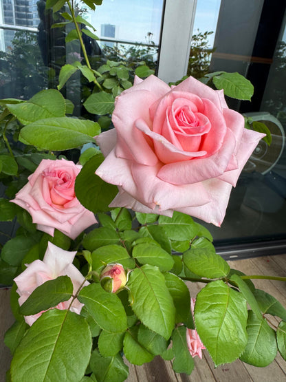 Rose 'Pink O'Hara'  粉荔枝