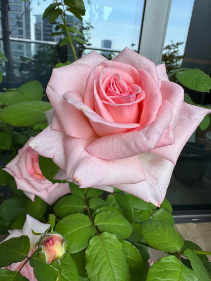 Rose 'Pink O'Hara'  粉荔枝