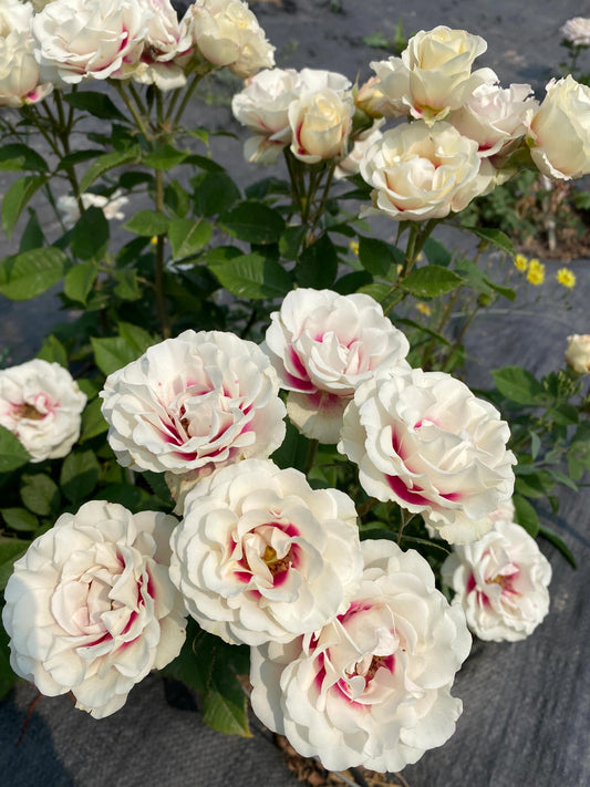 Rose ‘ Brideside | 桥边之约 ’