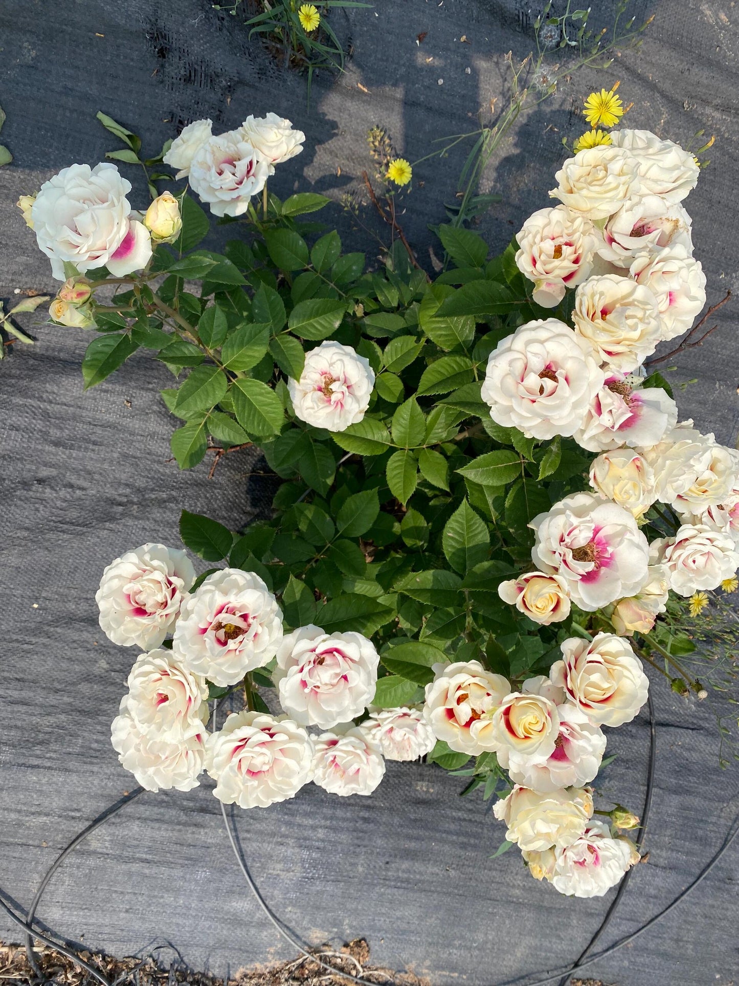 Rose ‘ Brideside | 桥边之约 ’