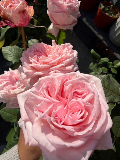 Rose 'Pink O'Hara'  粉荔枝