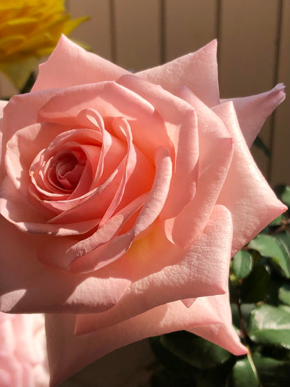 Rose 'Pink O'Hara'  粉荔枝