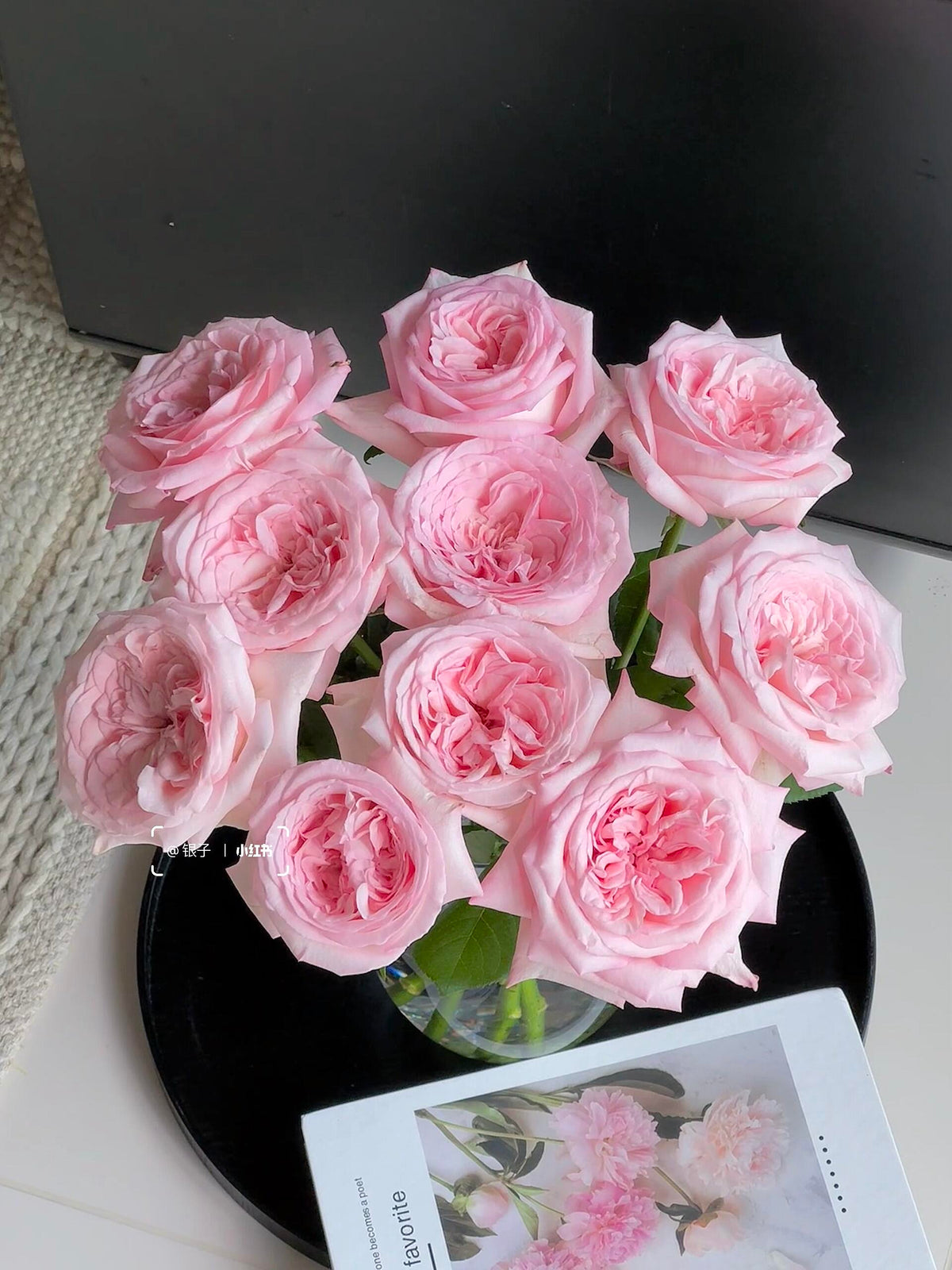 Rose 'Pink O'Hara'  粉荔枝