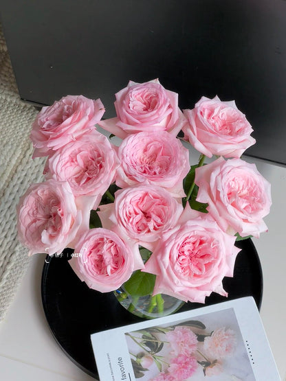 Rose 'Pink O'Hara'  粉荔枝