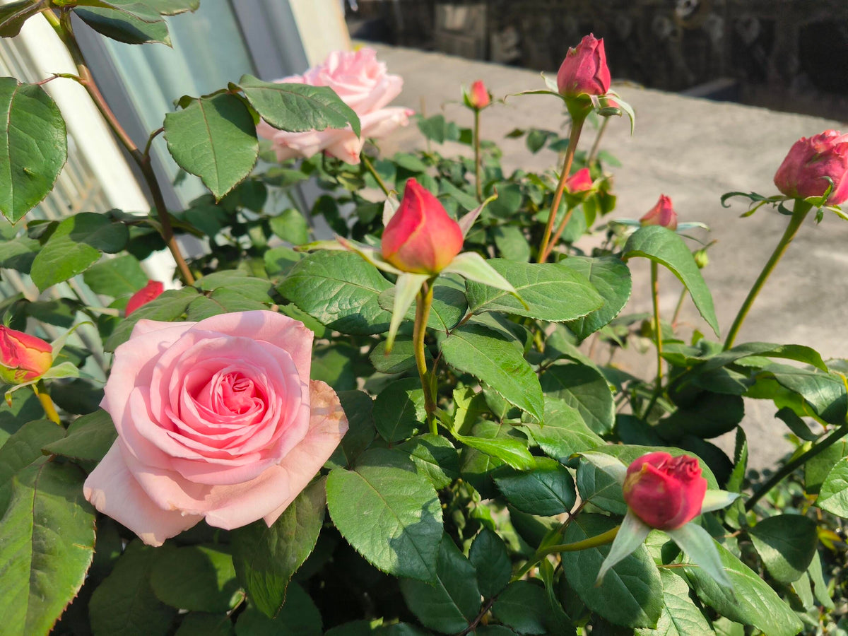 Rose 'Pink O'Hara'  粉荔枝
