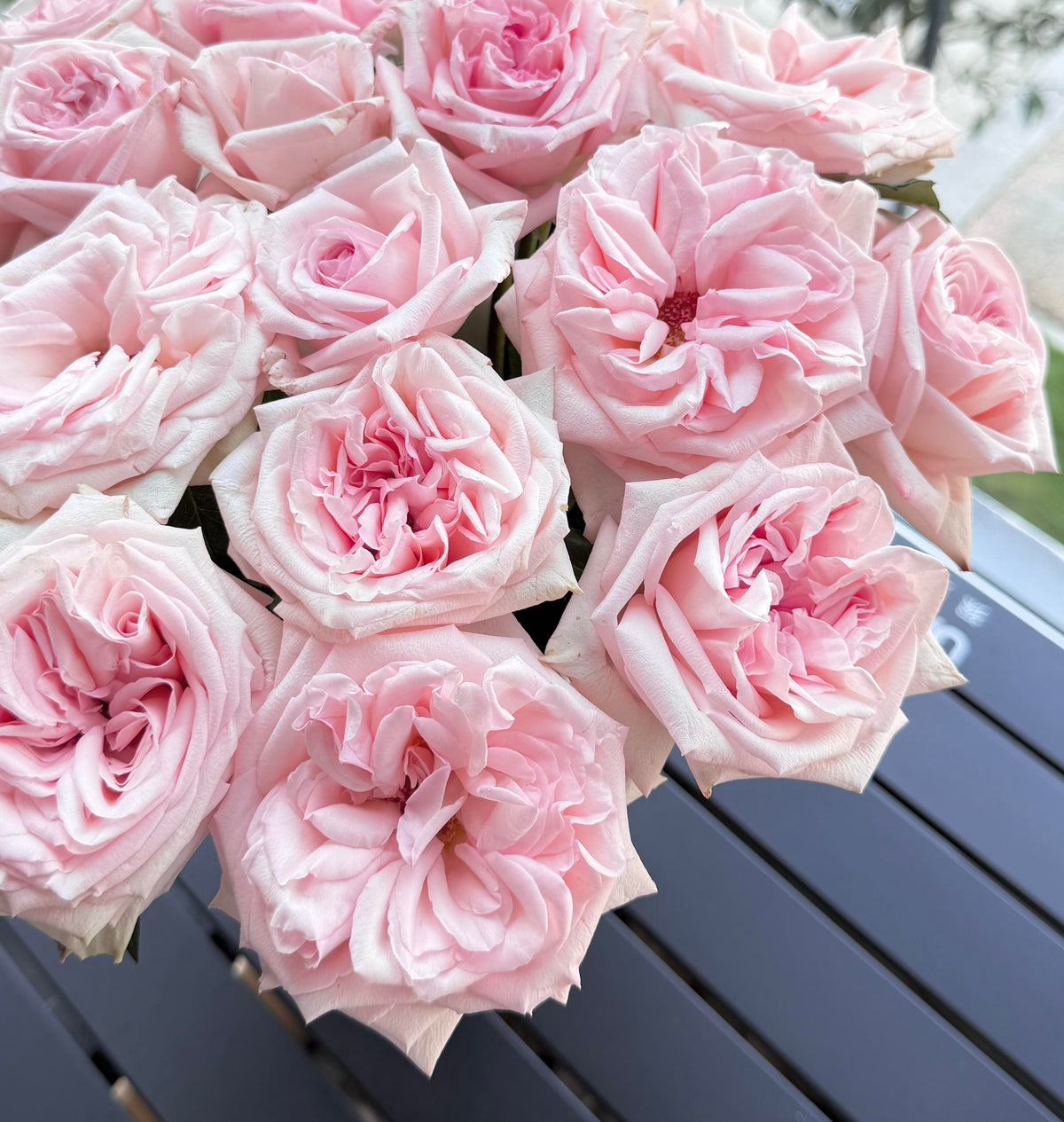 Rose 'Pink O'Hara'  粉荔枝