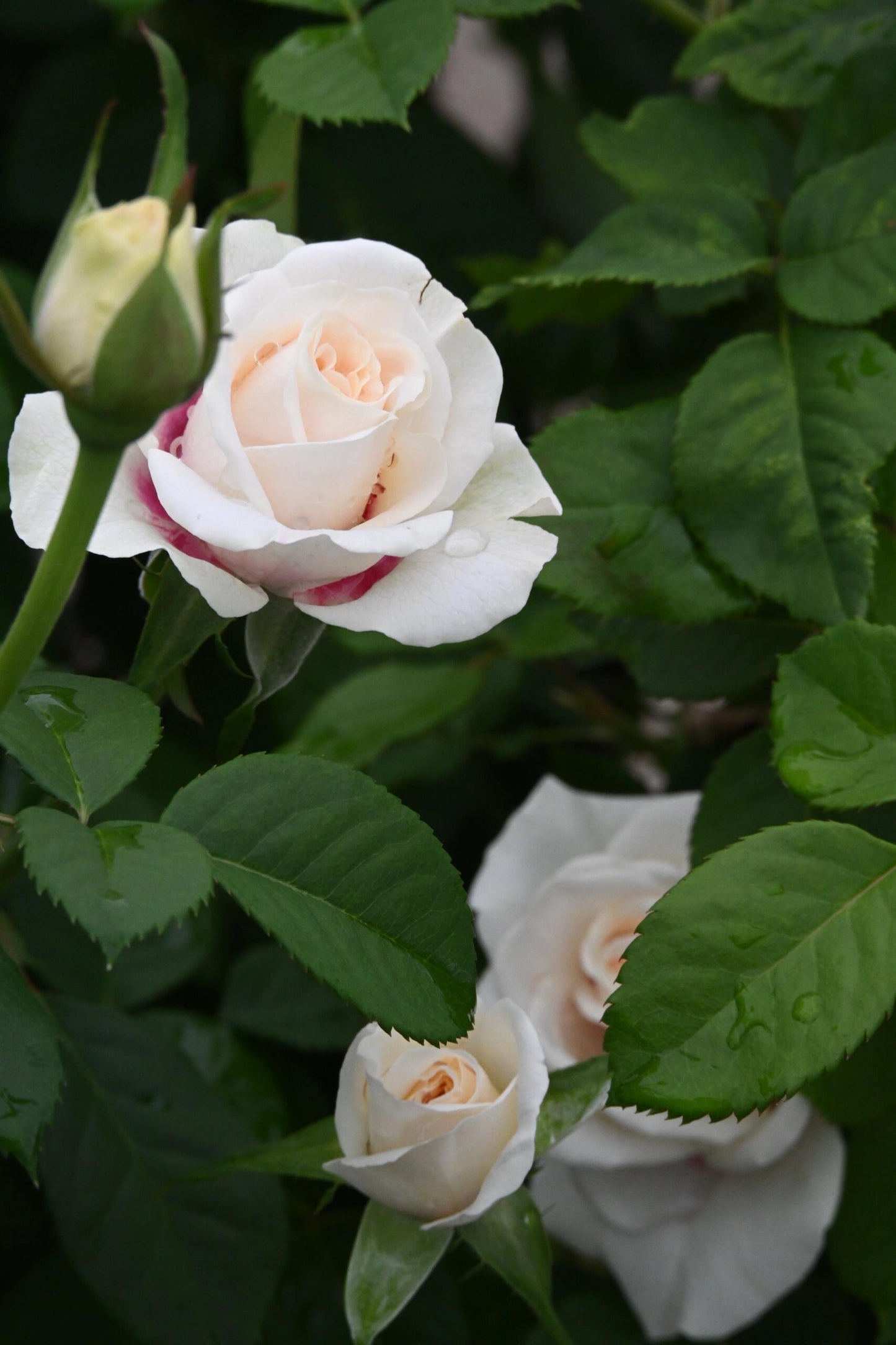 Rose ‘ Brideside | 桥边之约 ’