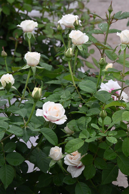 Rose ‘ Brideside | 桥边之约 ’