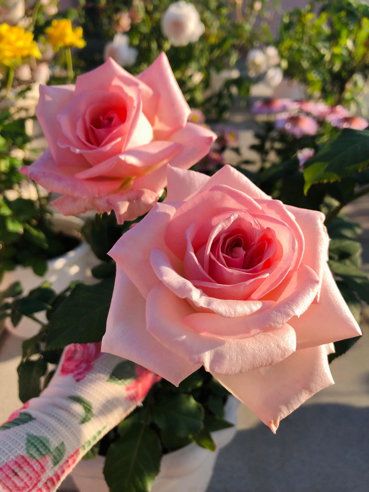 Rose 'Pink O'Hara'  粉荔枝