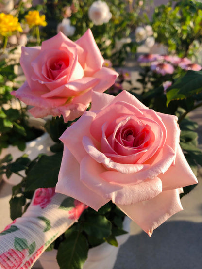 Rose 'Pink O'Hara'  粉荔枝