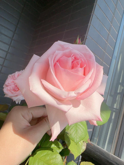 Rose 'Pink O'Hara'  粉荔枝