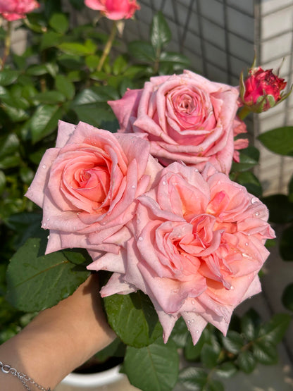 Rose 'Pink O'Hara'  粉荔枝