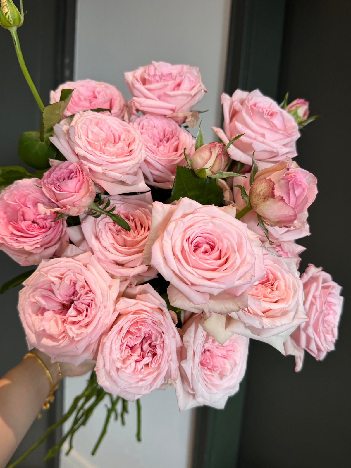 Rose 'Pink O'Hara'  粉荔枝