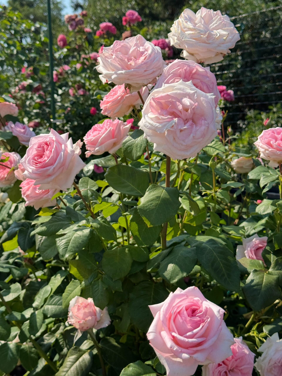 Rose 'Pink O'Hara'  粉荔枝