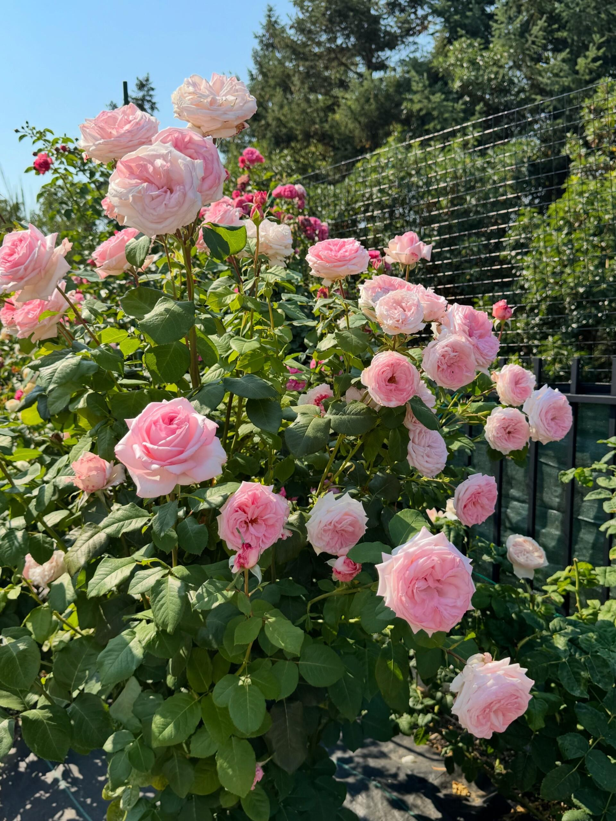 Rose 'Pink O'Hara'  粉荔枝