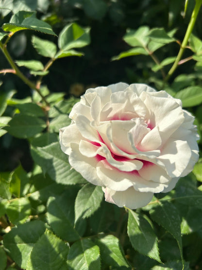 Rose ‘ Brideside | 桥边之约 ’