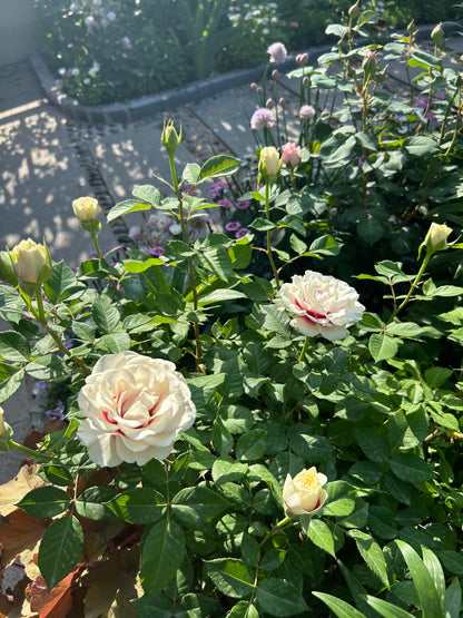 Rose ‘ Brideside | 桥边之约 ’