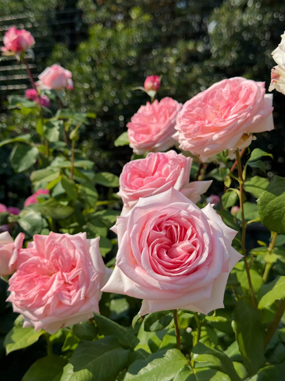 Rose 'Pink O'Hara'  粉荔枝