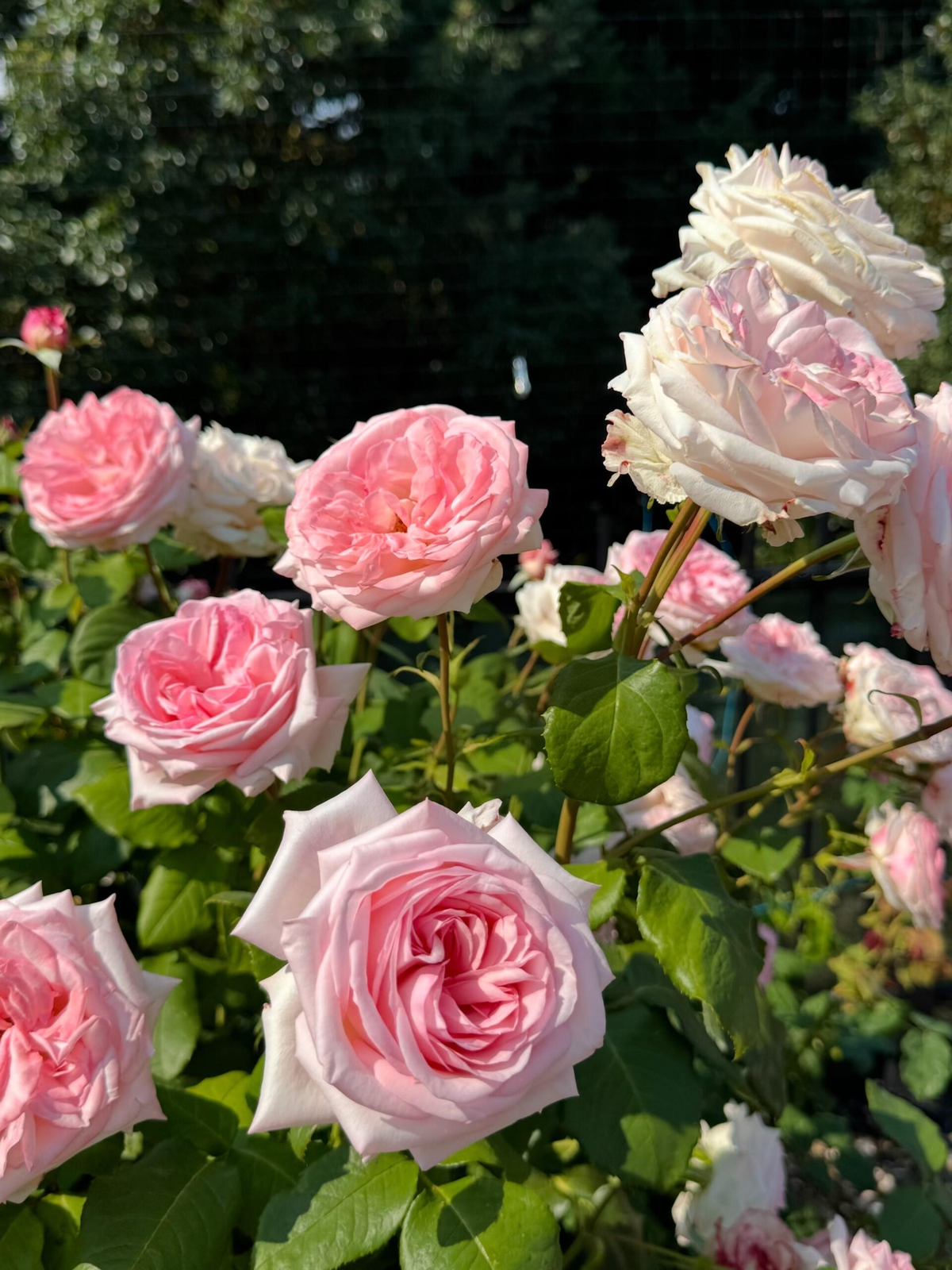 Rose 'Pink O'Hara'  粉荔枝