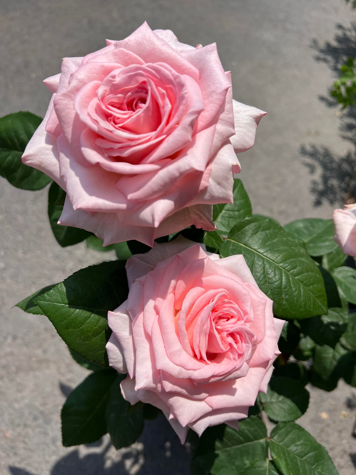 Rose 'Pink O'Hara'  粉荔枝