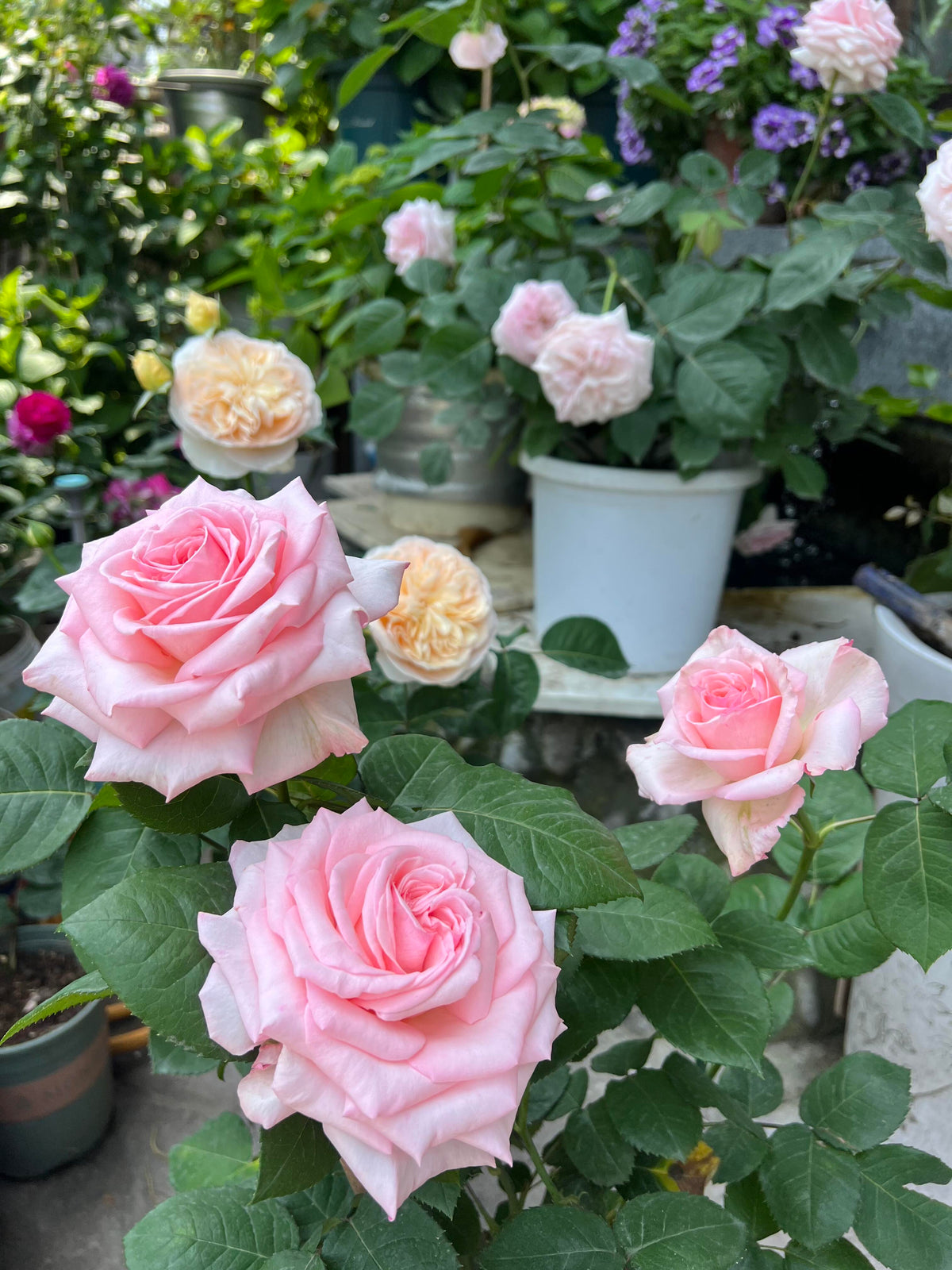 Rose 'Pink O'Hara'  粉荔枝