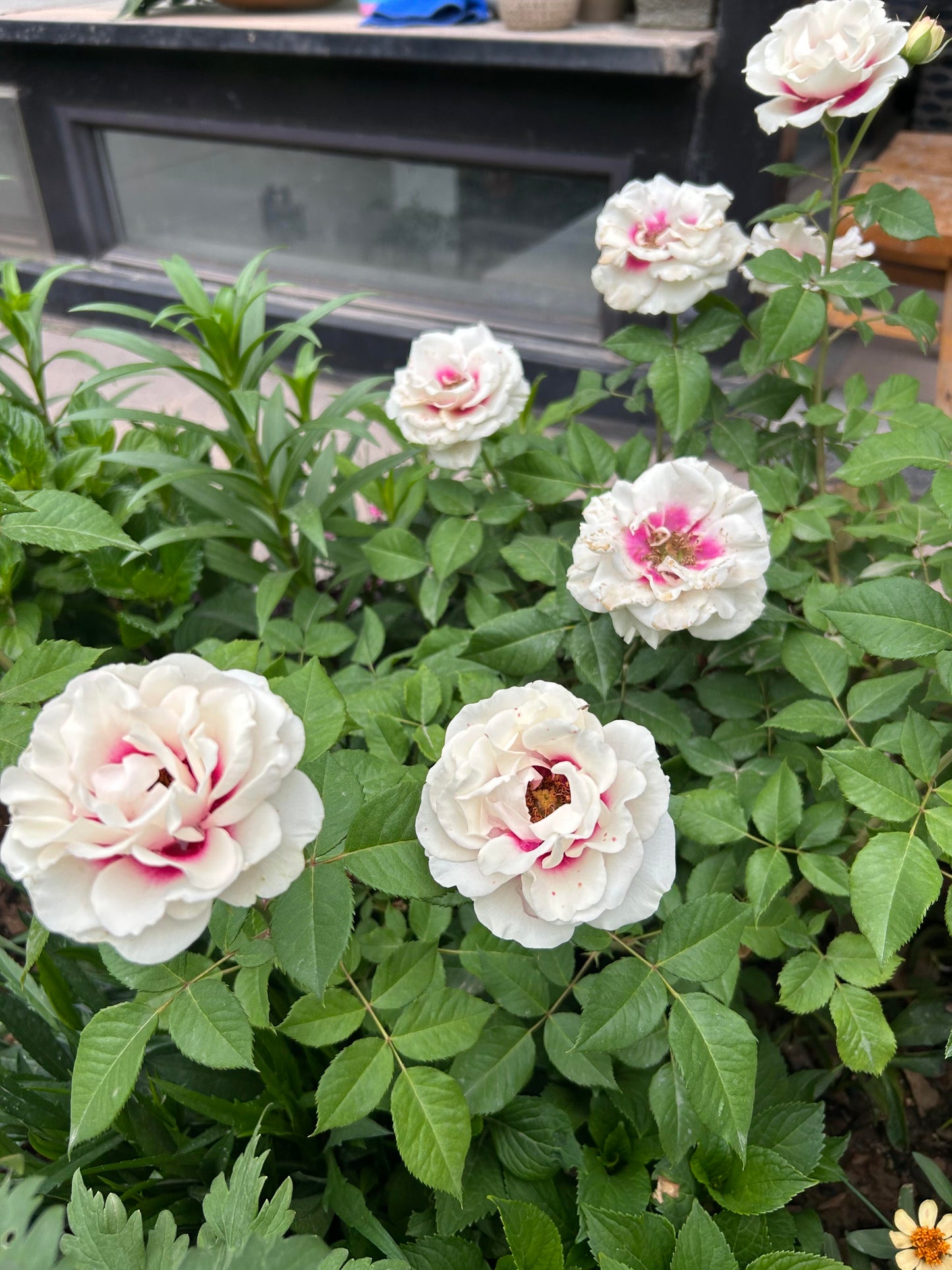 Rose ‘ Brideside | 桥边之约 ’